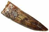 Fossil Spinosaurus Tooth - Real Dinosaur Tooth #329510-1